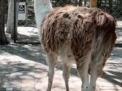 -长白岛森林公园