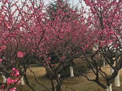 -白塘生态植物园