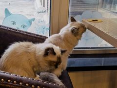 -猫咪咖啡店(新城大街店)
