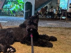 -J Create城市露营咖啡·简餐·宠物(上海动物园店)