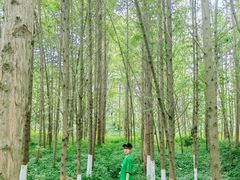 -桤木河湿地公园