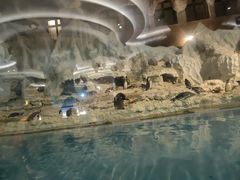 -帝企鹅自助餐厅•儿童岛•真企鹅(长隆企鹅酒店)