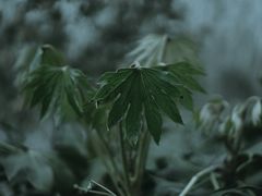 -合肥滨湖国家森林公园