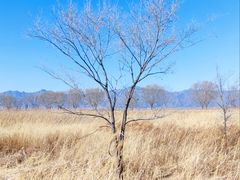 -野鸭湖国家湿地公园