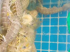 -兴隆海鲜菜馆