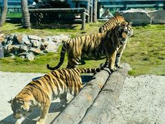 -西霞口神雕山野生动物世界