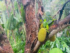 -中国科学院西双版纳热带植物园