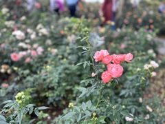 -香蜜公园