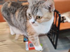 -豆逗聊愈猫阁Easy Life
