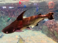 -太平洋海底世界