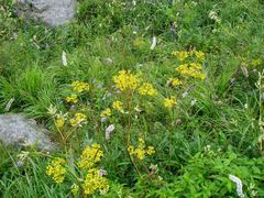 -华蓥山天意谷景区