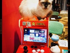 -猫色咖啡·猫咖