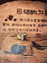 点击看大图 -奇幻萌宠部落(映月湖环宇城店)