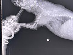 -北京赛佳动物医院