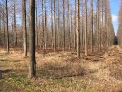 -黄海国家森林公园