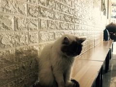 -平行世界·猫咖(首经贸店)