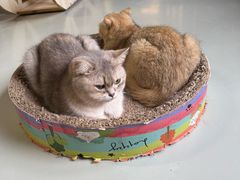 -豆逗聊愈猫阁Easy Life