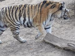 -大连森林动物园