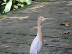 -吉隆坡雀鸟公园