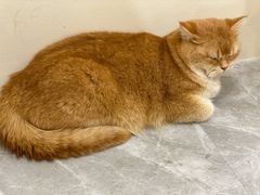 -猫力发电所·宠物专门店