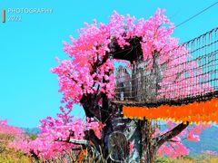 -天适樱花悠乐园