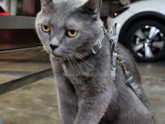 -小板凳(四公里店)