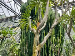 -深圳仙湖植物园