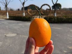 -嘉北郊野公园