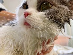 -1013 PET SHOP精品宠物商店(丁香店)
