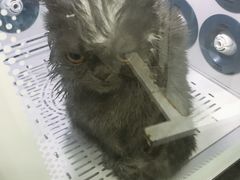 -八公叔叔宠物美容连锁(春申店)