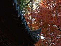 -秋霞圃