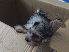 -瑞鹏瑞爱宠物医院·全科·猫科·血液透析中心(龙头寺店)