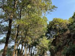 -风云岭森林公园