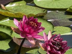 -国家植物园南园