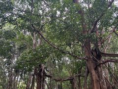 -中国科学院西双版纳热带植物园