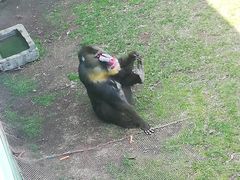 -西霞口神雕山野生动物世界