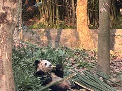 -都江堰中华大熊猫苑