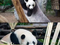 -灵玲国际马戏城