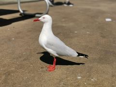 -悉尼鱼市场