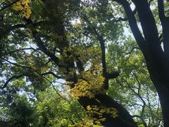 -上海醉白池公园