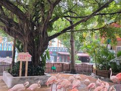 -深圳野生动物园