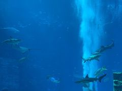 -亚特兰蒂斯•OSSIANO奥西亚诺海底餐厅