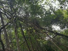 -火炉山森林公园