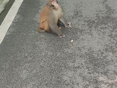 -缙云山景区