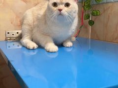 -猫宠乐园·专业洗护