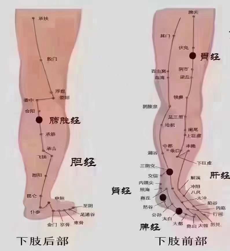 大腿肝胆经位置图图片