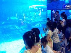 -烟台海昌鲸鲨海洋公园