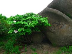 景点-莲峰云海景区