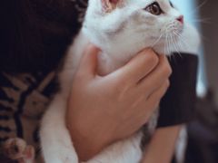 -爱妮康宠物医院·干细胞免疫细胞·肿瘤·心脏(张江店)