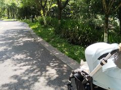-都江堰中华大熊猫苑